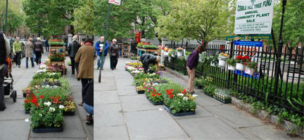 plant_sales_past
